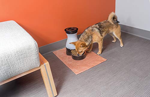 PetSafe Healthy Pet Gravity Dog and Cat Food Station, Stainless Steel Bowl, Holds Dry Dog or Cat Food