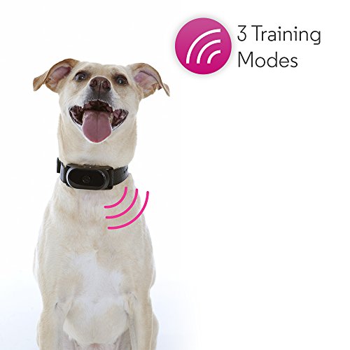 Motorola Pet SCOUTBARK100 No Bark Dog Collar with Warning Tone, Vibration and 9 Levels of Static Correction