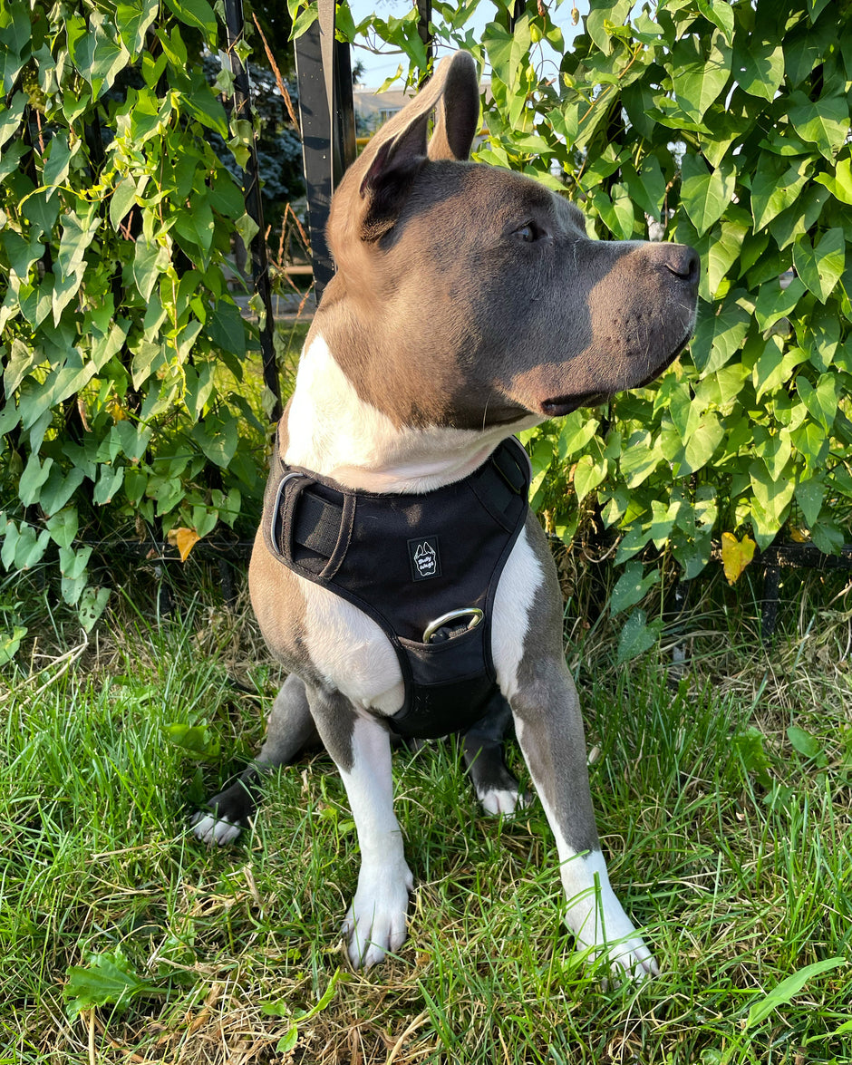 Heavy-Duty Everyday Harness - Black-2