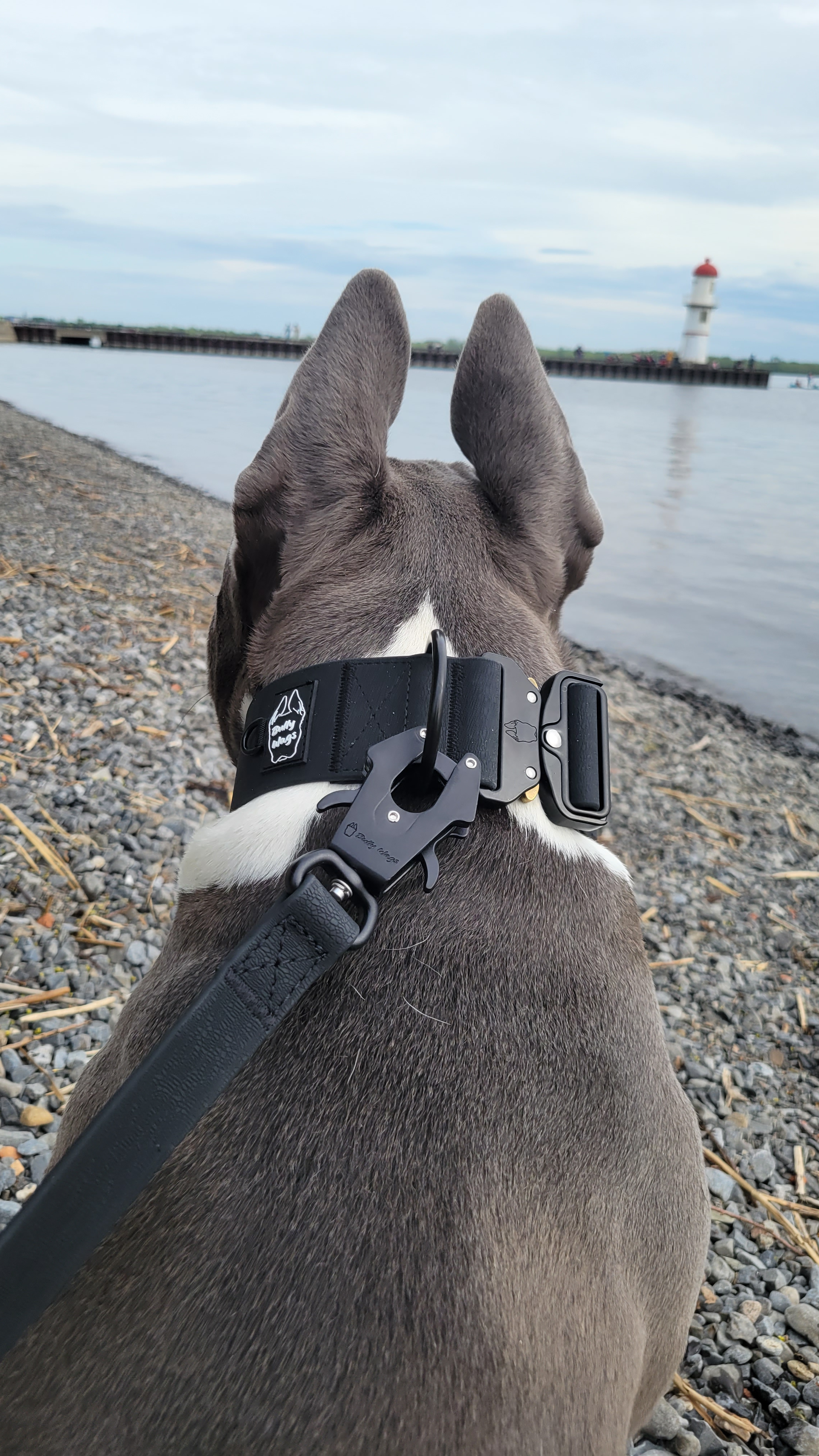 2 inch Waterproof PVC Dog Collar 2.0-1