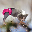 Female Dog Diapers (Britches) | No Tail Opening | Pink Print-1