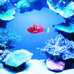 Swimming Electronic Pet Fish Toy-3