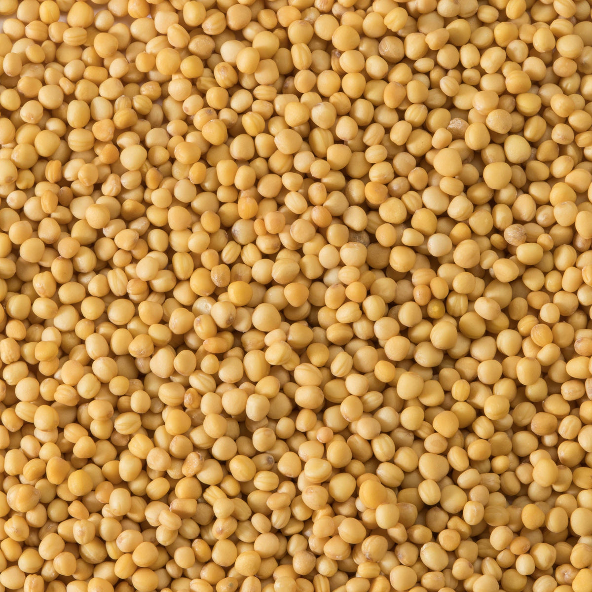 Spice Mustard Seeds - 12 x 750 g (Case = 1 x 750 g) - Clubhouse - Restaurant and Foodservice Ingredients - Canadian Distribution-3