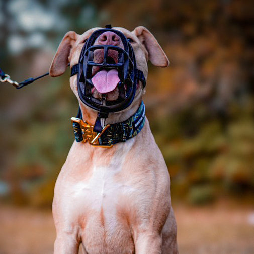 Bestia Dog Sport GripPro Print Collar - Gold-1