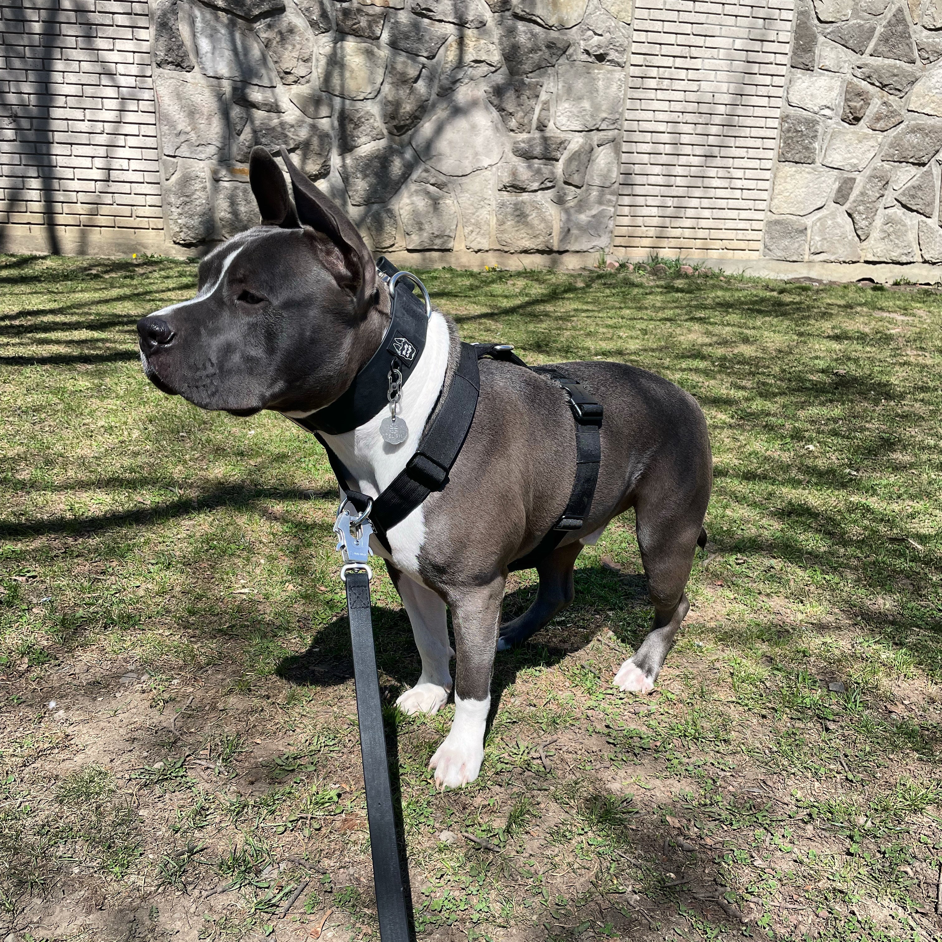 Y Strap Adventure Harness - Black-3