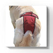 High-Cut Dog Diaper Britches | Burgundy Print-0