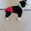 Female Dog Diapers (Britches) | No Tail Opening | Pink Print-4
