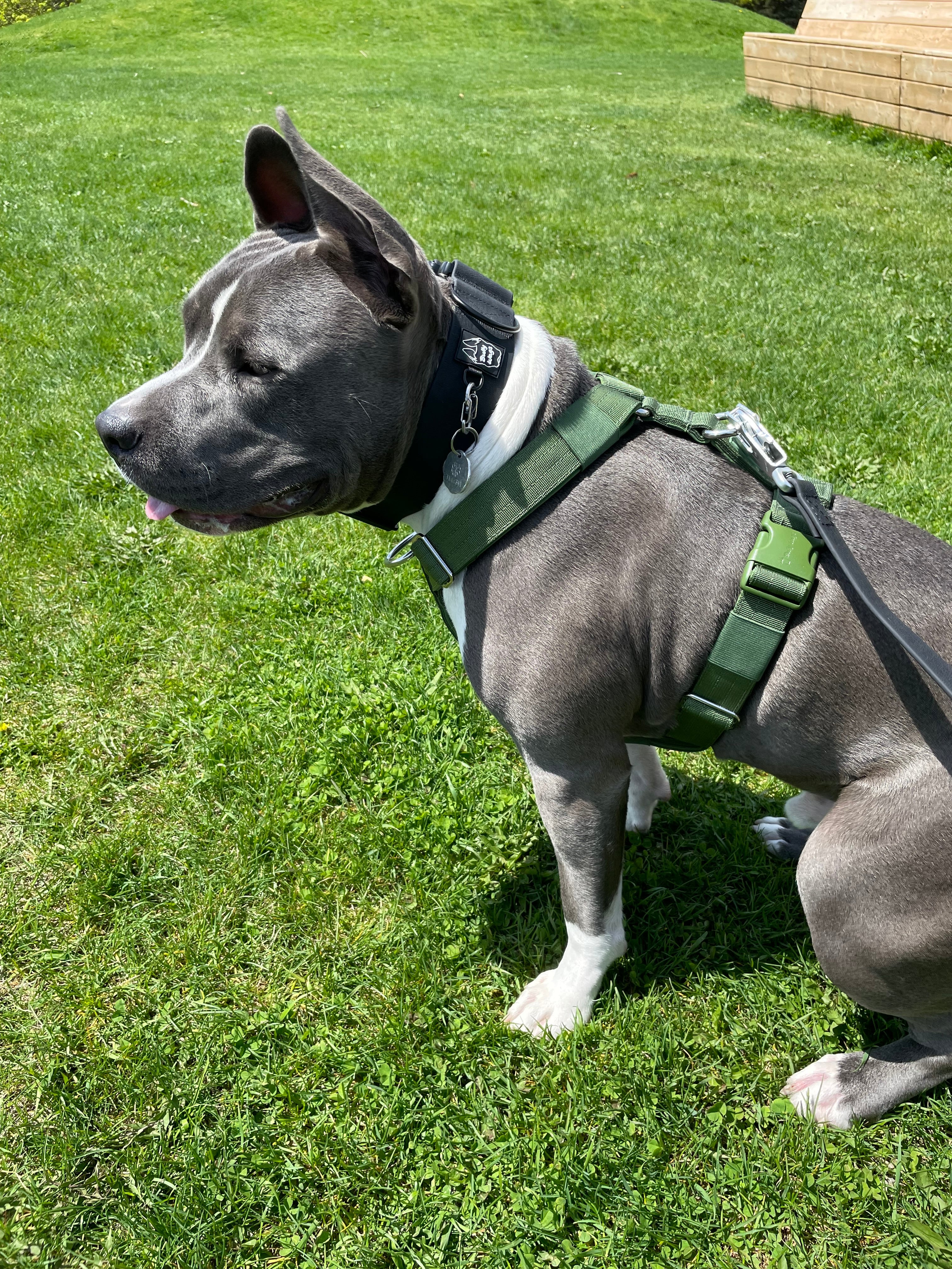 Y Strap Adventure Harness - Cactus Green-4