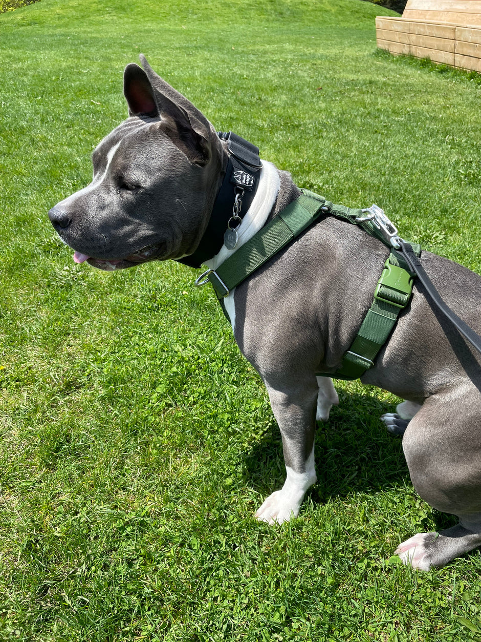 Y Strap Adventure Harness - Cactus Green-4