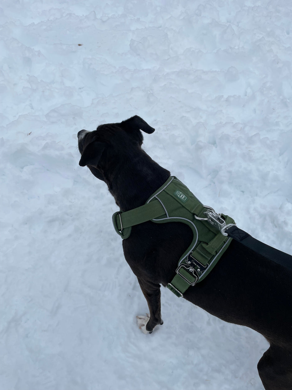 Heavy-Duty Everyday Harness - Cactus Green-4