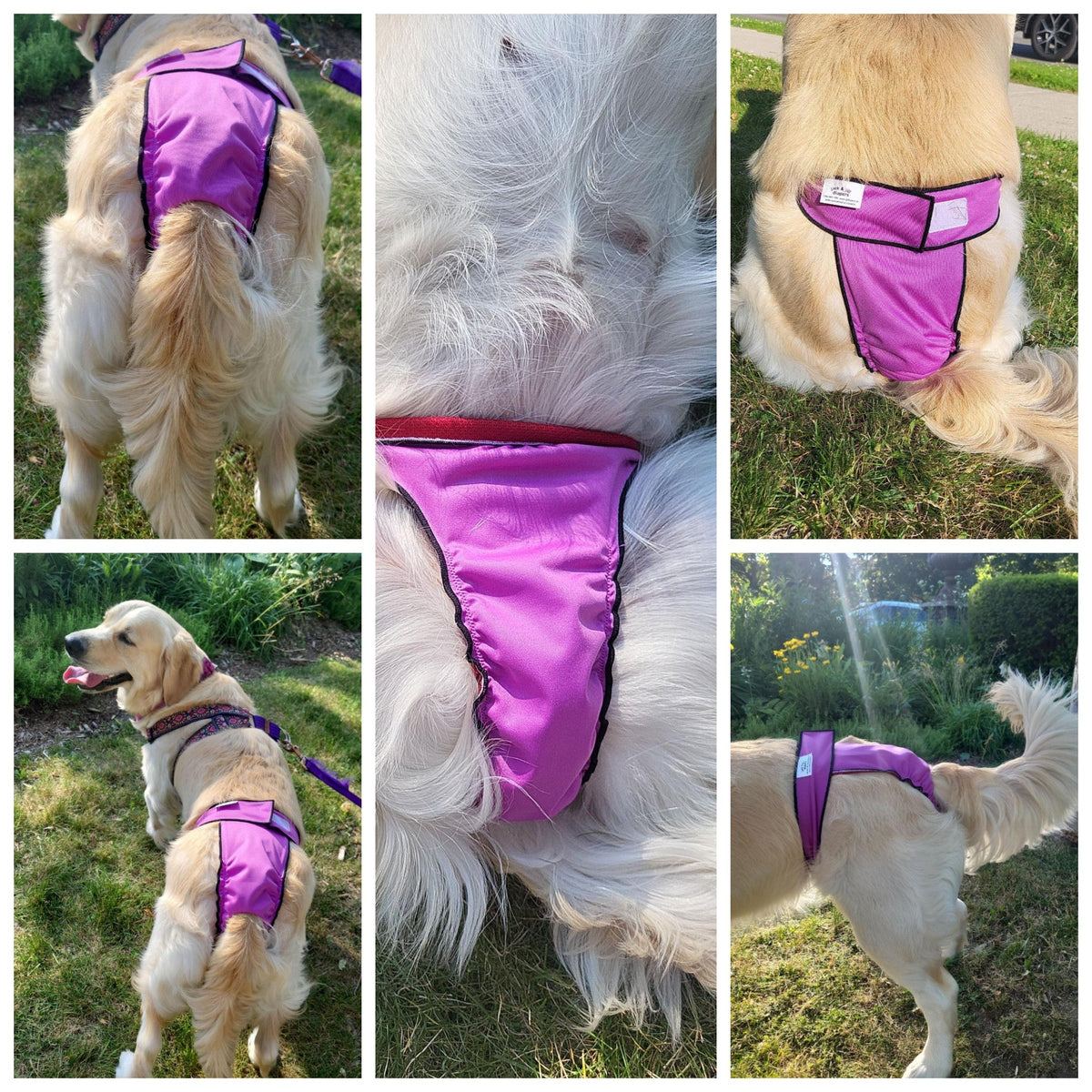 High-Cut Dog Diaper Britches | Burgundy Print-4
