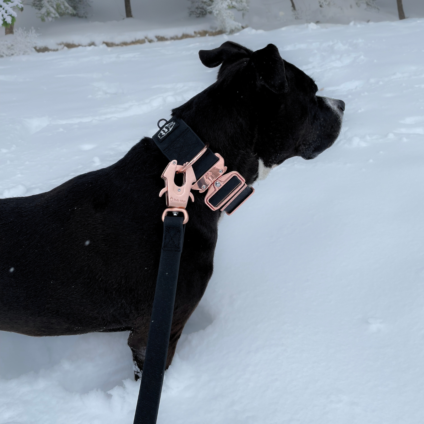 2 inch Waterproof PVC Dog Collar 2.0-2