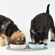 pet bowls-0