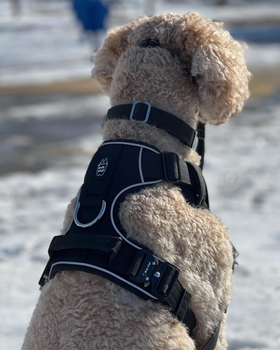 Heavy-Duty Everyday Harness - Black-4