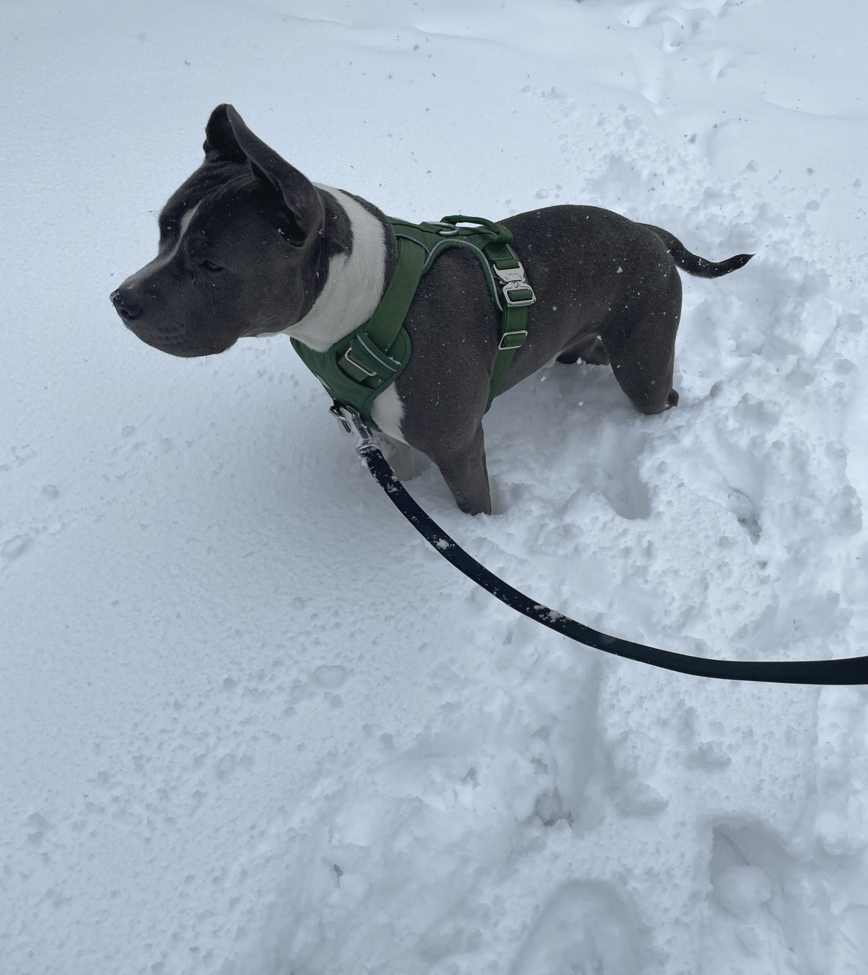 Heavy-Duty Everyday Harness - Cactus Green-2