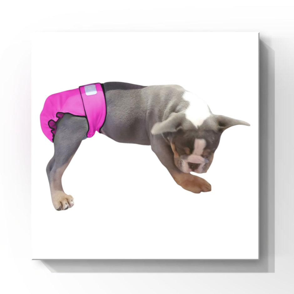 Female Dog Diapers (Britches) | No Tail Opening | Pink Print-0