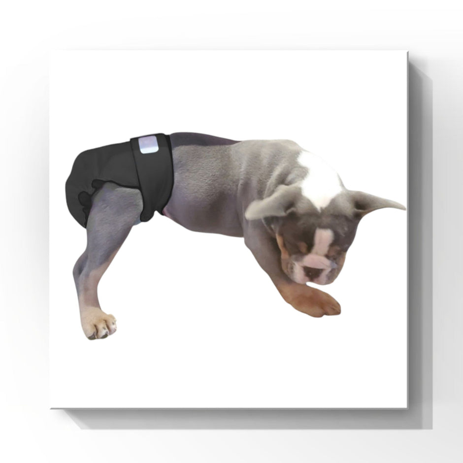Female Dog Diapers (Britches) | No Tail Opening | Black Print-0