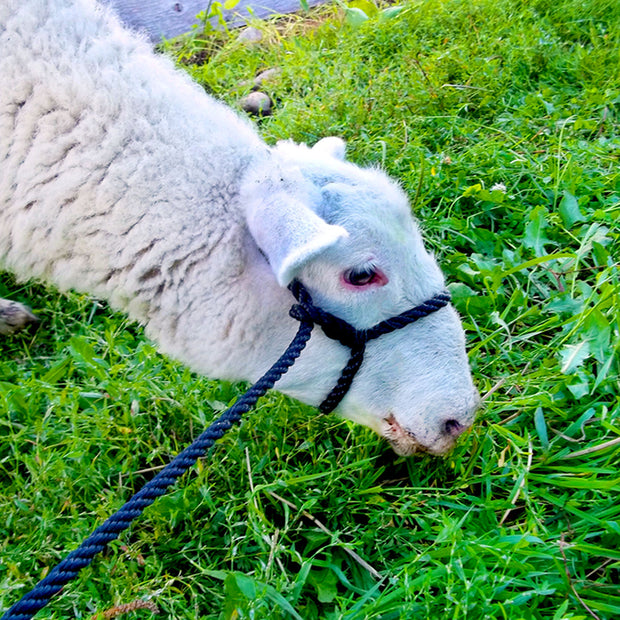 Halter - Poly - Adjustable - Sheep - Fits All