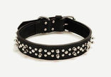 Coastalpet Harley Davidson a engendré des colliers en cuir en noir 1 1/2 
