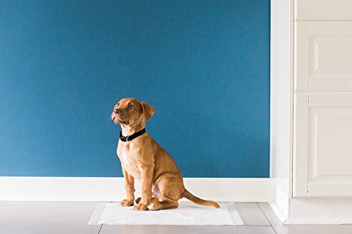 Precision Pet Petmate Little Stinker Housebreaking Pads - 6-Layer Liquid Lock - Varying Multi-packs Available