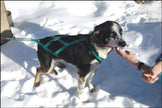 Canadog Collared Lightweight Fleece Dog Harness