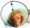 Cardinal Pet Care E-Collar Lozier Rack, Medium