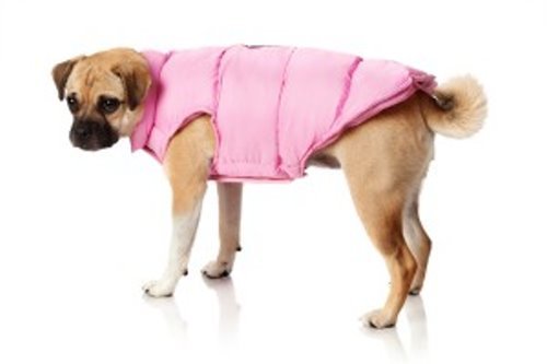 Canada Pooch Arctic Adventurer Vest, Black, Size 24