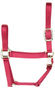 Accent Coastalpet 1 pouce Couleur solide Halter de cheval premium avec Equi-Snap