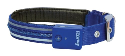 Collier vif mené illuminant bleu grand
