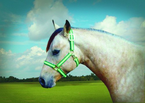 Accent Premium Horse Halter, Green