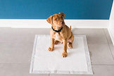 Precision Pet Petmate Little Stinker Housebreaking Pads - 6-Layer Liquid Lock - Varying Multi-packs Available