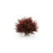 Reefone Biorb Sea Lily pour aquarium