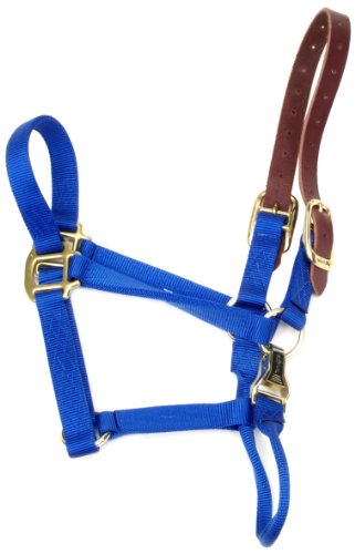 Accent 1-Inch Wide Turnout Halter for Yearlings, 500 to 800-Pound, Blue