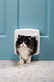PetSafe à 4 voies Verging Vergage de chat