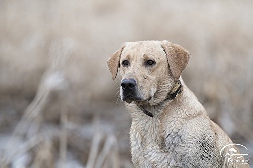 SportDOG Brand SportHunter Family Remote Trainers - Including New X-Series - Waterproof, Rechargeable Dog Training Collars with Shock, Vibrate, and Tone - Up to 1 Mile Range