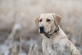 SportDOG Brand SportHunter Family Remote Trainers - Including New X-Series - Waterproof, Rechargeable Dog Training Collars with Shock, Vibrate, and Tone - Up to 1 Mile Range