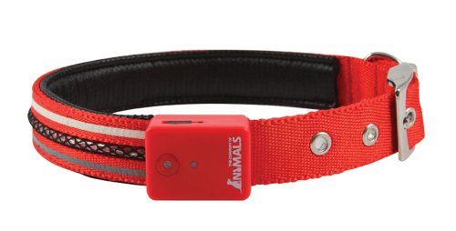 La compagnie des animaux collier de chiens à LED moyen, rouge