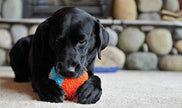 Chuckit! Jouet de chien à balle intérieure