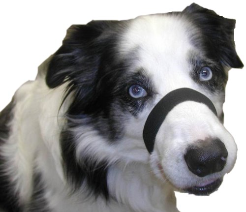 Quiet Dog