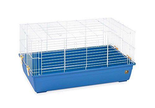 Produits pour animaux de compagnie Prévue Small Animal Tubby assortis bleu et vert