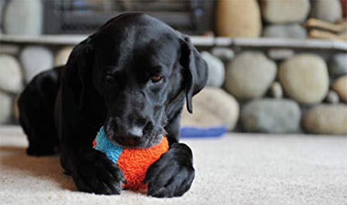 Chuckit! Jouet de chien à balle intérieure