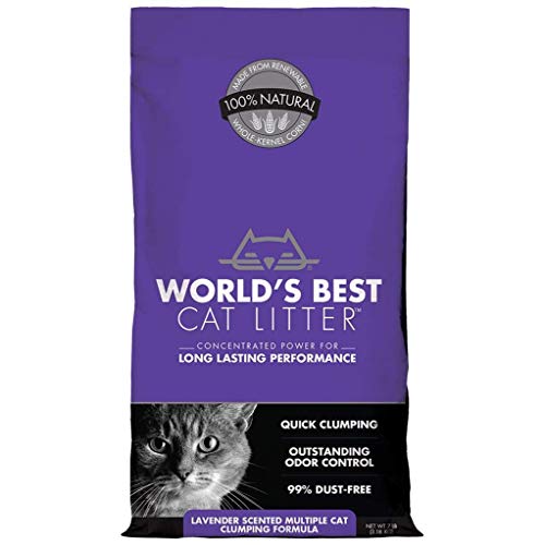 La meilleure lavande du monde a parfumé plusieurs chat