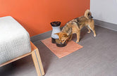 PetSafe Healthy Pet Gravity Dog and Cat Food Station, Stainless Steel Bowl, Holds Dry Dog or Cat Food