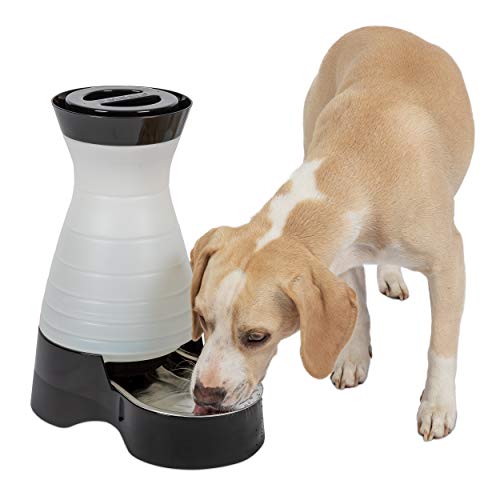 Pettsafe Salled Pet Water Water Station et Système d'eau pour chats avec bol en acier inoxydable
