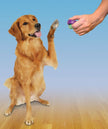 PetSafe Clik-R Trainer