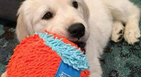 Chuckit! Jouet de chien à balle intérieure
