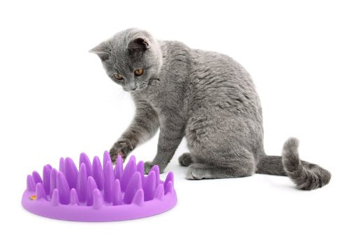 Company of Animals NGC Catch Interactive Cat Feeder