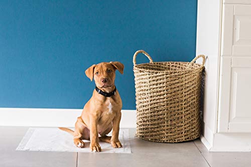 Precision Pet Petmate Little Stinker Housebreaking Pads - 6-Layer Liquid Lock - Varying Multi-packs Available