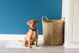 Precision Pet Petmate Little Stinker Housebreaking Pads - 6-Layer Liquid Lock - Varying Multi-packs Available