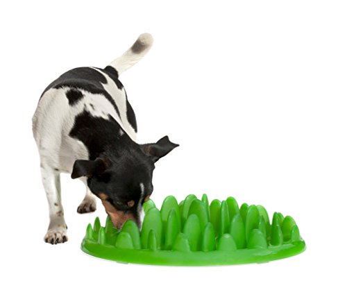 Company of Animals Northmate NGG Green Interactive Feeder
